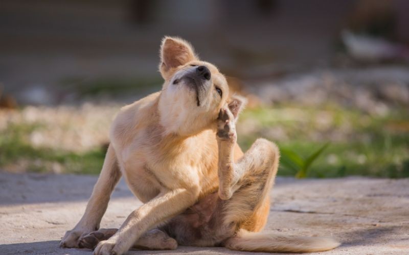 ファルミナペットフーズ・ジャパン株式会社 - ジーニアスの豆知識 - 犬 ...